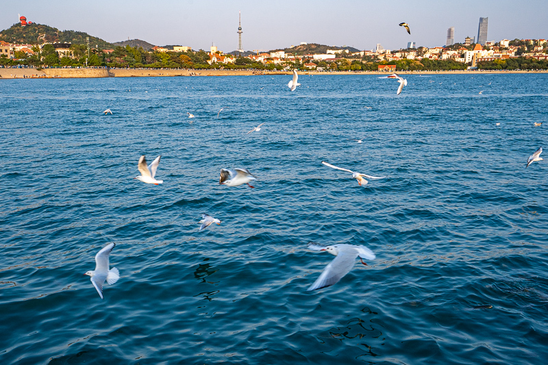 青岛景点实拍·青岛旅游景点 (26)｜包车旺季附加费是什么?暑期价格上浮说明